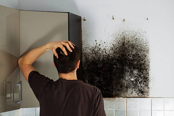 Best Mold Damage Repair  in Yeadon, PA
